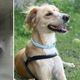 Imagem - Fuga e morte de pet em Cariacica: clínica veterinária não tem alvará