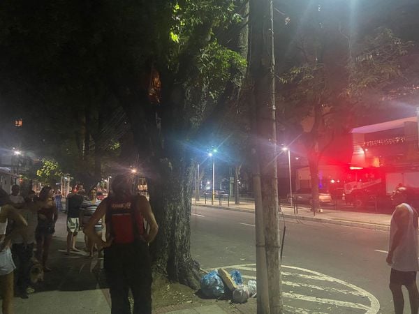 Fuga de calopsita mobiliza equipe de bombeiros em Vitória