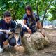 Imagem - Pets exóticos na cidade: os emus e pavões da Enseada do Suá, em Vitória