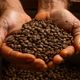 Imagem - Aromas capixabas na Amazon: descubra os mais cobiçados cafés do ES