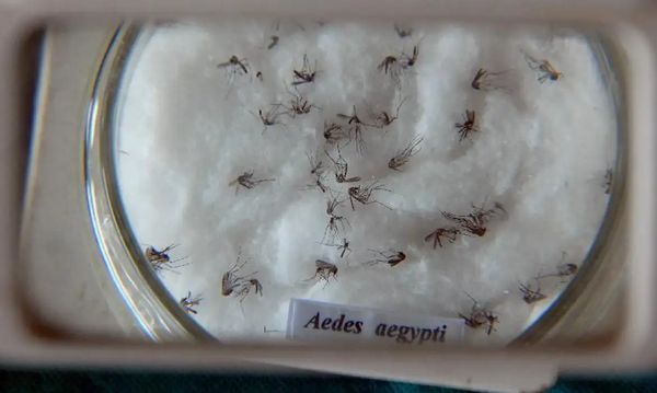 Mosquito aedes aegypti, que transmite a dengue