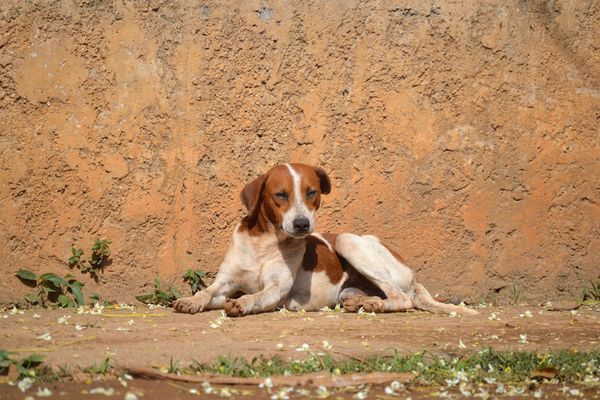 Nas férias aumenta o número de abandono de animais.