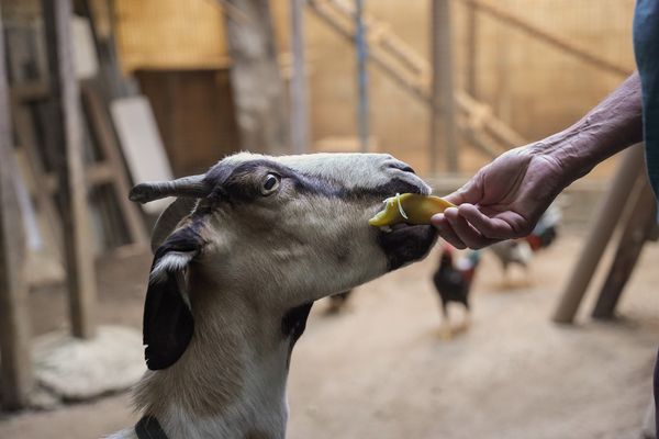 Julio Oliveira com sua cabra de estimação  por Vitor Jubini