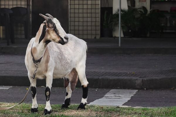 Julio Oliveira com sua cabra de estimação  por Vitor Jubini
