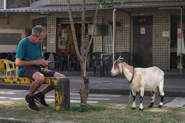 Julio Oliveira com sua cabra de estimação  por Vitor Jubini