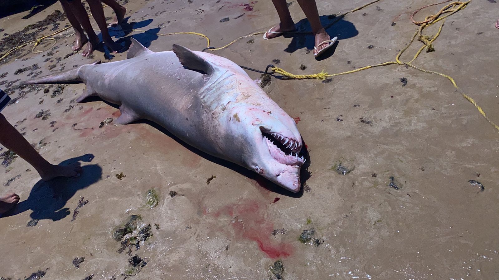 O animal da espécie Mangona foi capturado em uma rede de pesca, na Praia de Parati; nota técnica do município cita que o bicho oferece baixo risco aos humanos