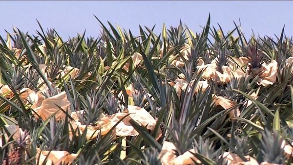 Produtores do ES 'vestem' abacaxis com papel para proteger as frutas do calorão e garantir colheita