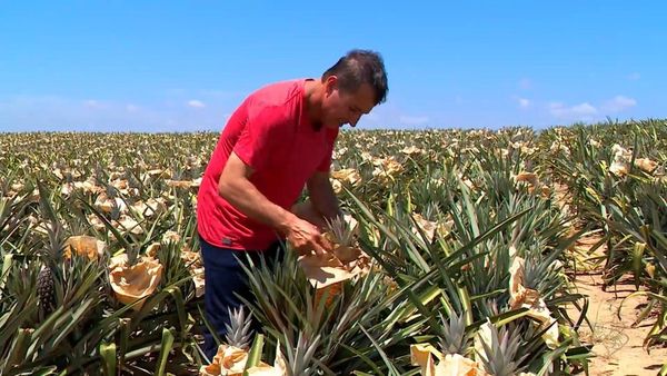 Produtores do ES 'vestem' abacaxis com papel para proteger as frutas do calorão e garantir colheita