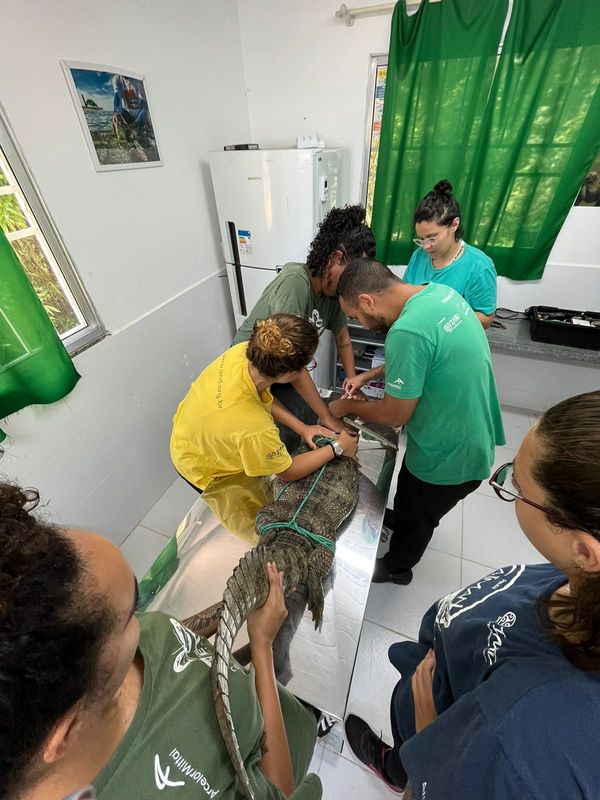 Jacaré é resgatado de uma ribanceira em Cariacica por Instituto Caiman