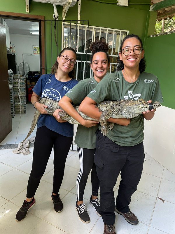 Jacaré é resgatado de uma ribanceira em Cariacica por Instituto Caiman
