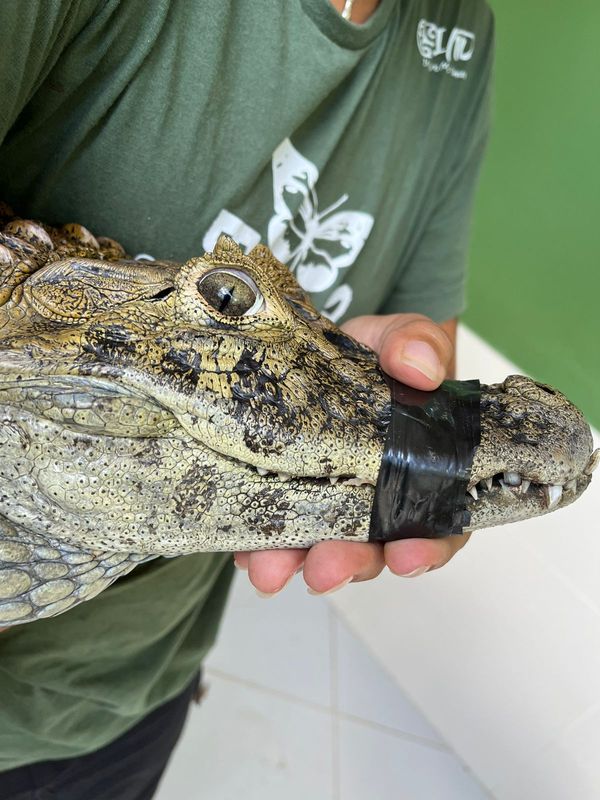 Jacaré é resgatado de uma ribanceira em Cariacica por Instituto Caiman