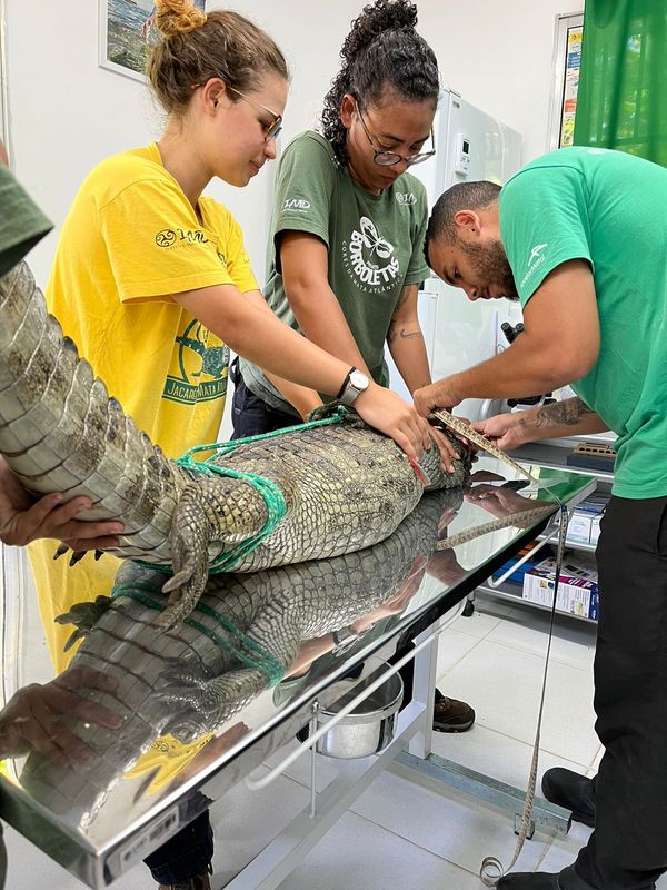 Jacaré é resgatado de uma ribanceira em Cariacica por Instituto Caiman