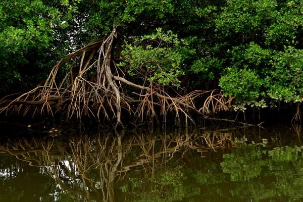 Matéria especial para semana do meio ambiente, manguezal na região de Maria Ortiz, em Vitória