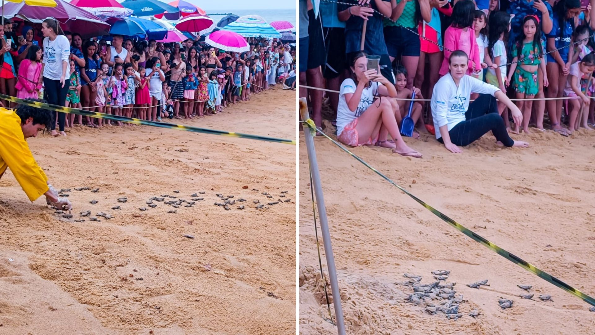 Na tarde de quarta-feira (3), a Praia de Guanabara ficou repleta de pessoas; nem mesmo a chuva desanimou o público, que foi ao local conferir centenas de tartarugas recém-nascidas indo para o bar