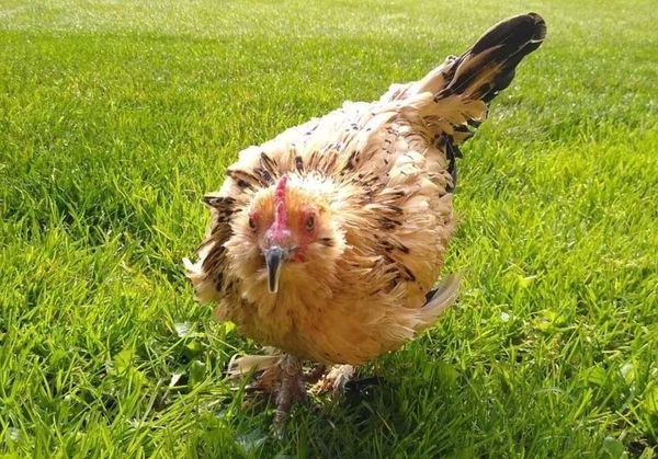 Peanut, a galinha mais velha do mundo, morreu aos 21 anos. A notícia foi divulgada pelo Guiness World Records, o Livro de Recordes, na terça, 2. 