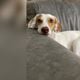 Imagem - Quem é Nala, cadela desaparecida que mobiliza moradores de Vitória