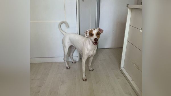 Quem é Nala, cadela desaparecida que mobiliza moradores de Vitória