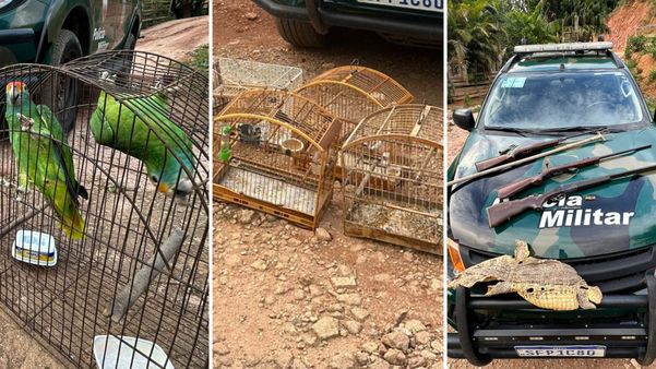 Pássaros em risco de extinção e armas são apreendidos no município de Guaçuí