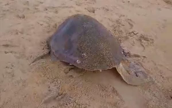Tartarugas marinhas estão em período da desova, por isso, podem aparecer com frequência nas praias capixabas; orientação é não mexer com elas