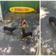 Imagem - Rottweilers capturados em Vitória estão microchipados; veja como adotar