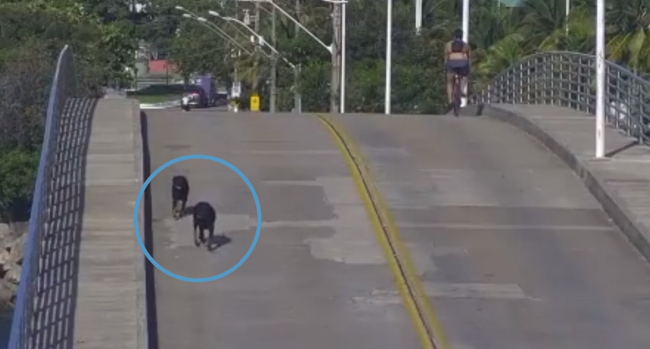 De acordo com fontes ouvidas por A Gazeta, os dois cachorros correram atrás de algumas pessoas na região da Ilha do Frade, mas um adestrador que passava pelo local conseguiu conter os animais