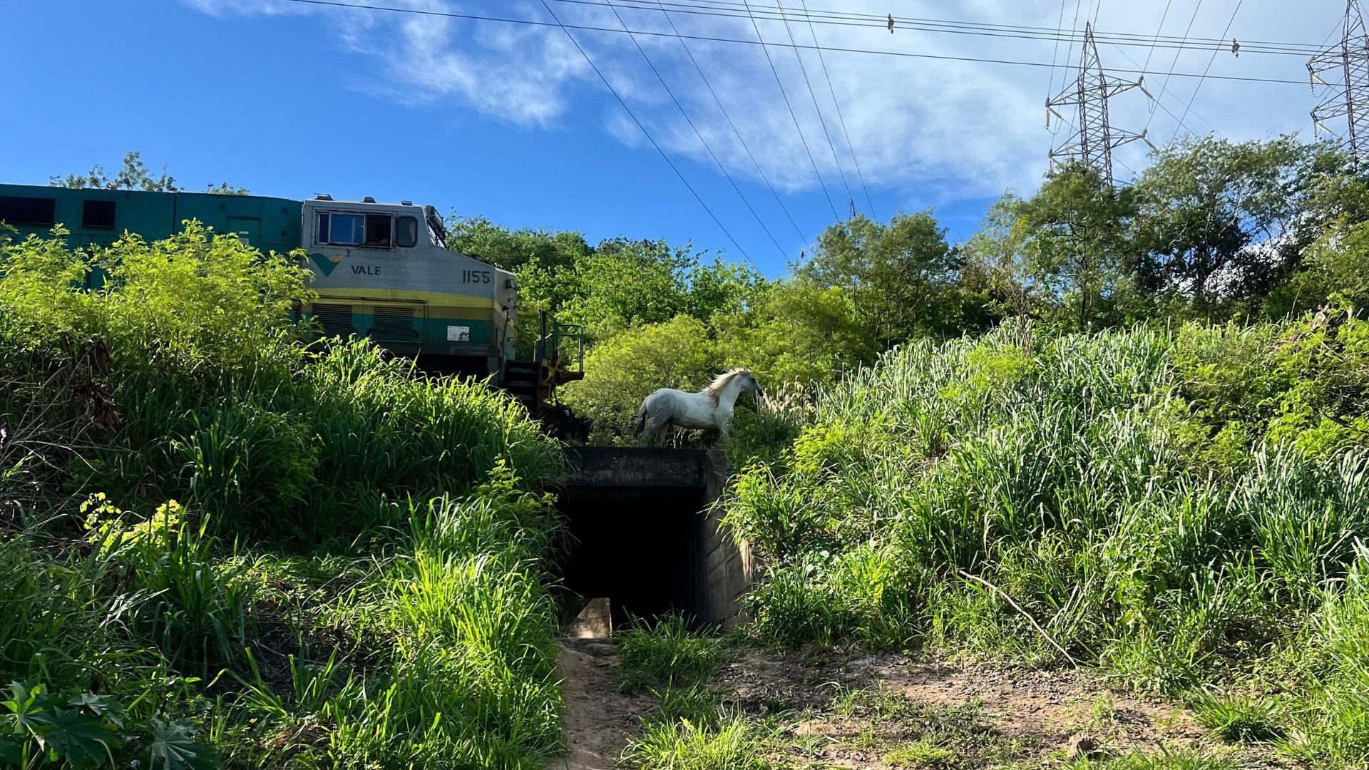 Um registro feito pelo ciclista Osvaldo Rosa, de 39 anos, mostra o animal em cima dos trilhos, na frente de um trem em movimento; caso ocorreu na manhã da última segunda (15)