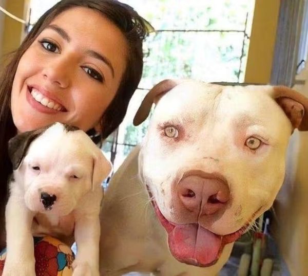 A Polícia Civil está investigando a morte de um cachorro da raça pitbull na noite de sexta-feira (12) no município de João Neiva, no Norte do Espírito Santo. 