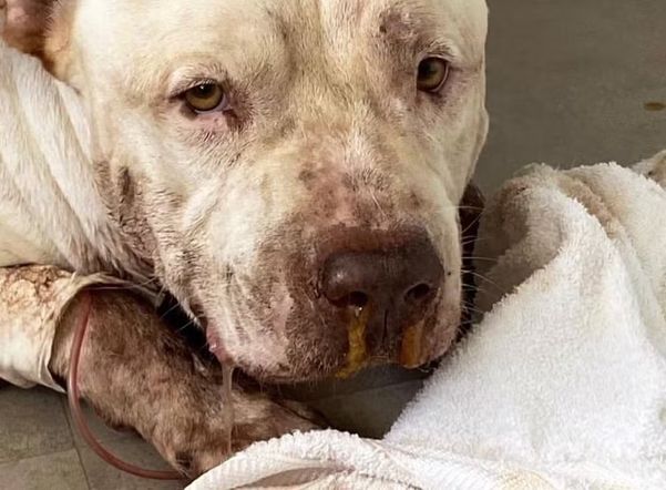 Pitbull de influencer do ES morre e suspeita é de carne envenenada jogada no quintal