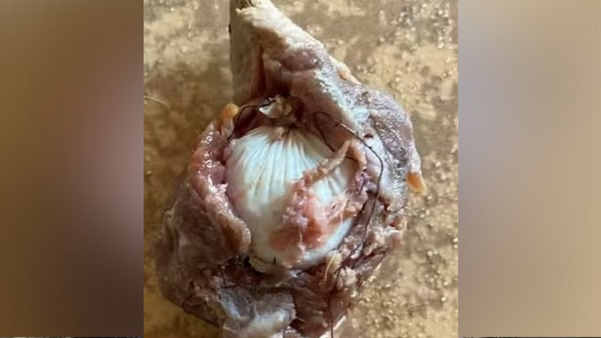 Pitbull de influencer do ES morre e suspeita é de carne envenenada jogada no quintal