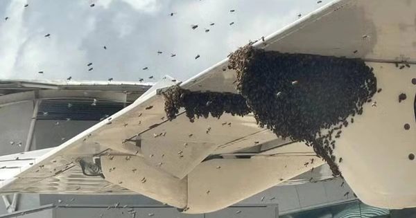 Aeronave foi atacada por um enxame de abelhas no momento em que realizava o pouso; Corpo de Bombeiros precisou conter os insetos