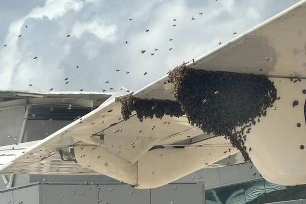 Após pousar no Aeroporto Governador Aluízio Alves, em Natal (RN), nesta terça-feira (23), um avião vindo de Fernando de Noronha (PE) foi cercado por um enxame de abelhas.