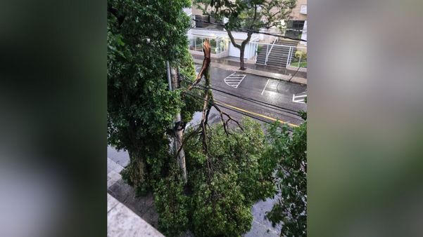 Árvore cai em Bento Ferreira, em Vitória