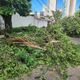 Imagem - Galhos de árvore derrubados por temporal interditam rua em Vitória