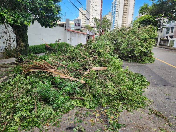 Galhos de árvore caídos após chuva em Bento Ferreira, Vitória