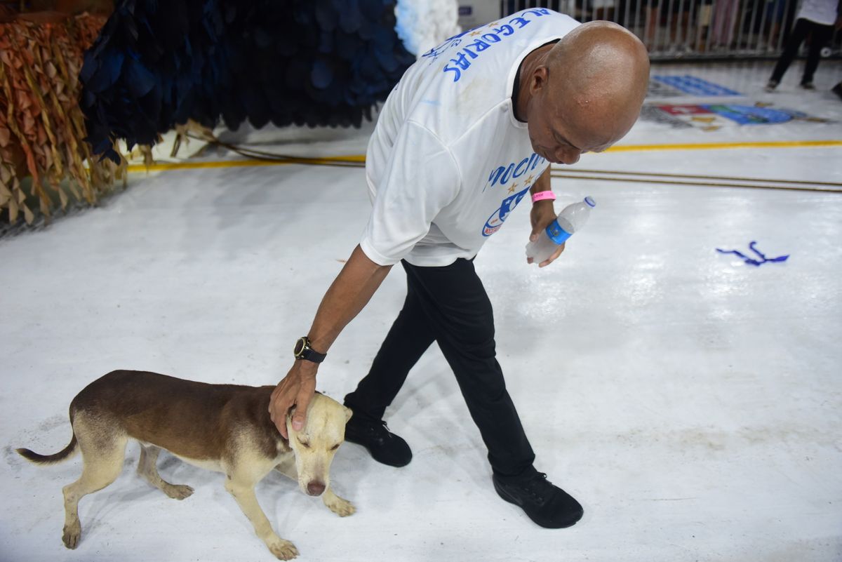 Cãozinho apareceu no Sambão do Povo durante o desfile da Mocidade da Praia por Rodrigo Gavini
