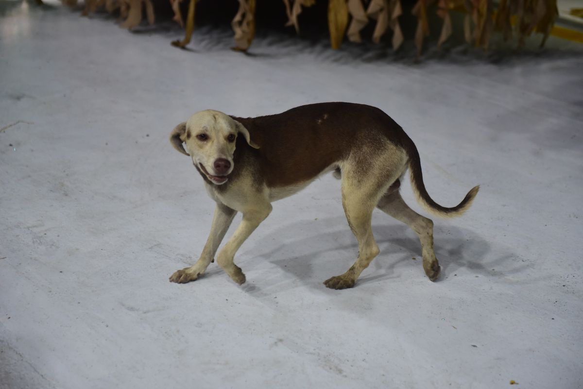 Cãozinho apareceu no Sambão do Povo durante o desfile da Mocidade da Praia por Rodrigo Gavini