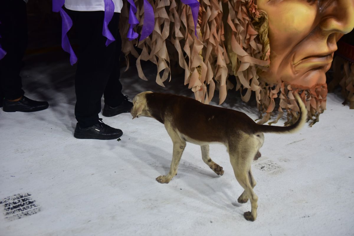 Cãozinho apareceu no Sambão do Povo durante o desfile da Mocidade da Praia por Rodrigo Gavini