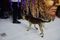 Cãozinho apareceu no Sambão do Povo durante o desfile da Mocidade da Praia(Rodrigo Gavini)