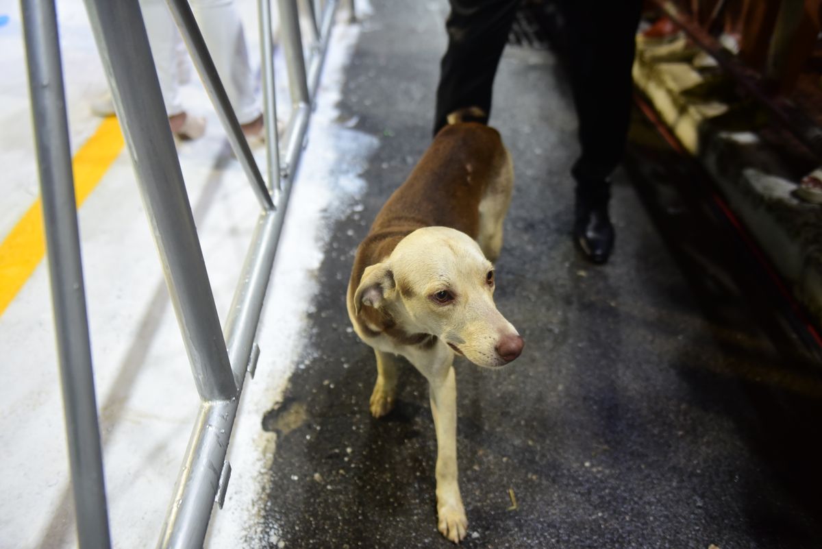 Cãozinho apareceu no Sambão do Povo durante o desfile da Mocidade da Praia por Rodrigo Gavini