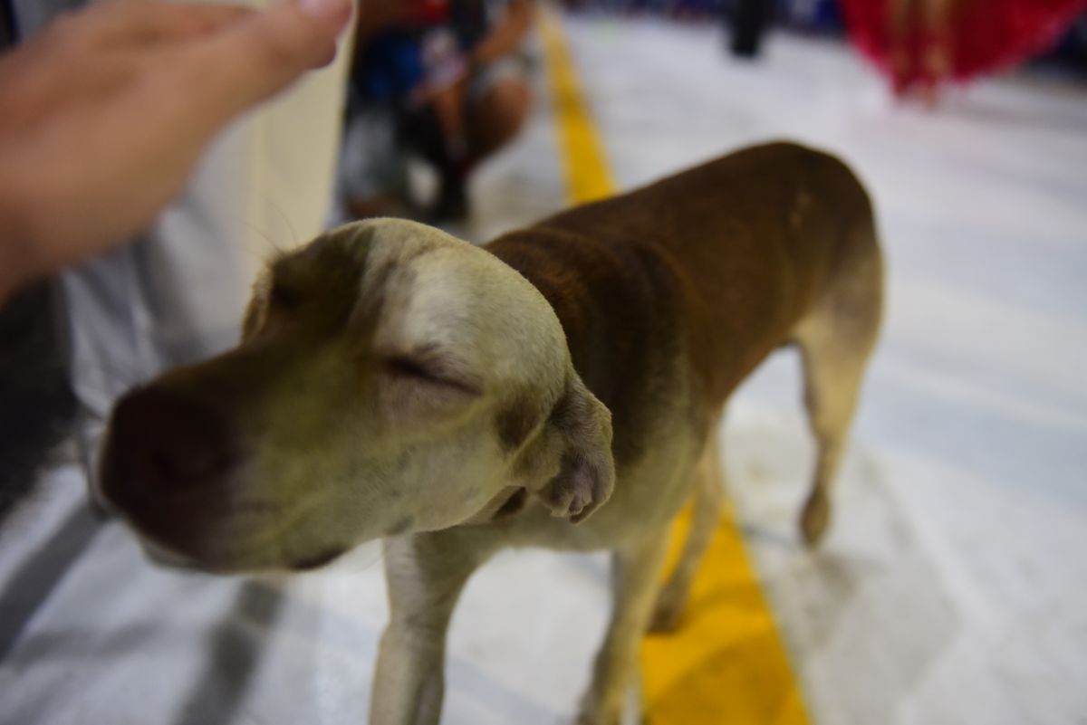 Cãozinho apareceu no Sambão do Povo durante o desfile da Mocidade da Praia por Rodrigo Gavini