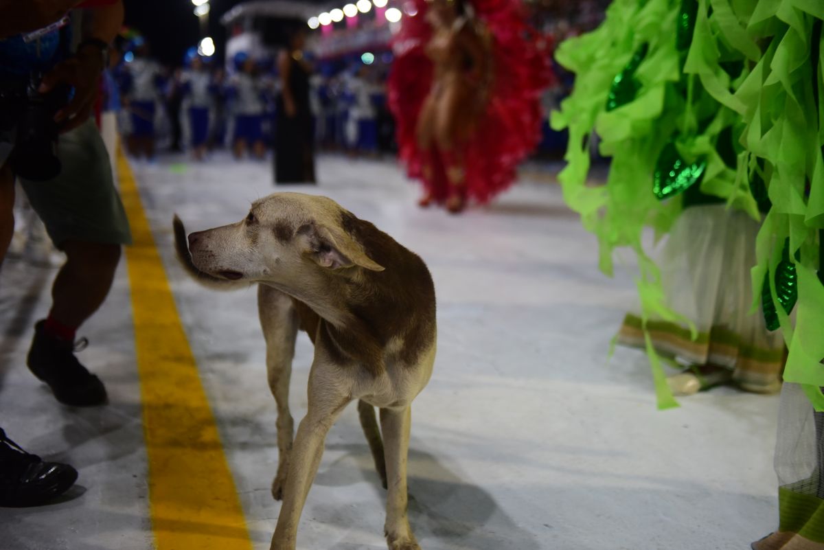 Cãozinho apareceu no Sambão do Povo durante o desfile da Mocidade da Praia por Rodrigo Gavini