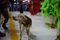 Cãozinho apareceu no Sambão do Povo durante o desfile da Mocidade da Praia(Rodrigo Gavini)