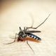 Imagem - Ministério define nesta semana calendário de vacinação contra dengue