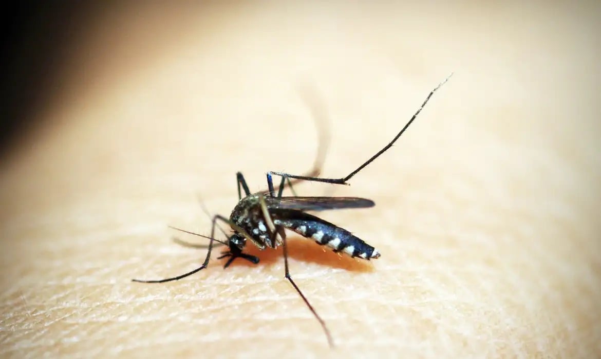 Imunização contra a dengue de crianças e jovens de 10 a 14 anos começa em fevereiro