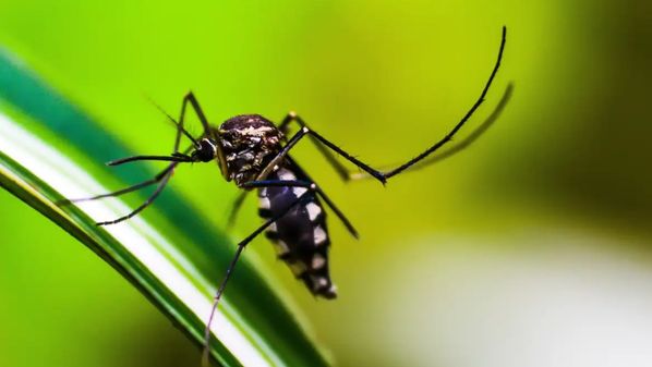 Espírito Santo já registra mais de 38.410 casos da doença e prefeituras da Grande Vitória contam com ações de prevenção e combate ao mosquito Aedes aegypti