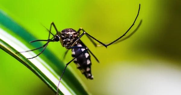 Secretaria de Saúde pede que a população fique atenta também para outras doenças transmitidas pelo Aedes aegypti