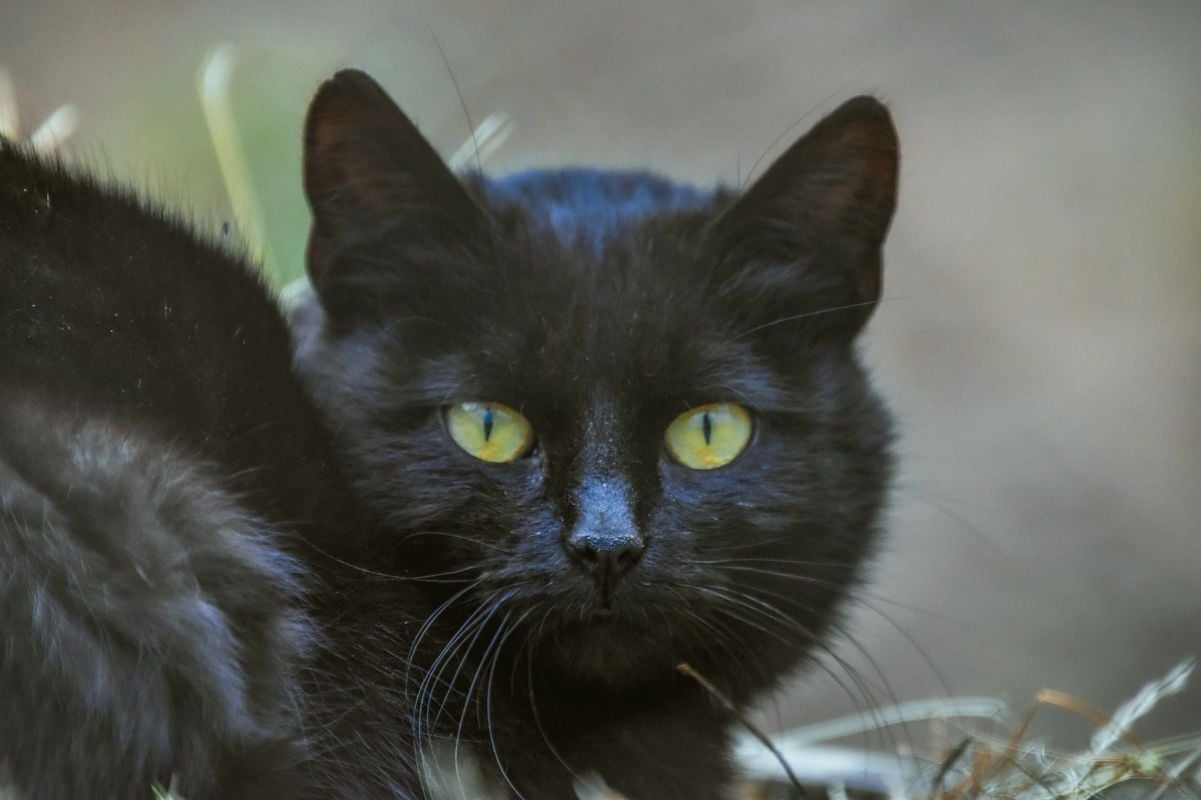 Concurso elege o gato SRD  mais bonito do Brasil 