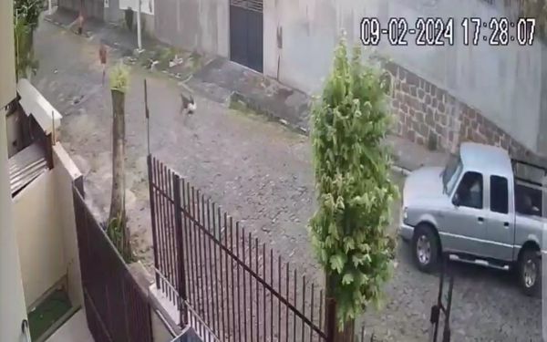 Câmeras flagraram Pastor-belga andando com cadela na boca pela rua