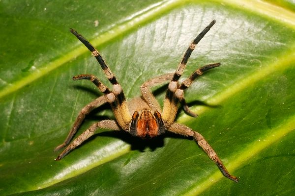 Aranha Armadeira