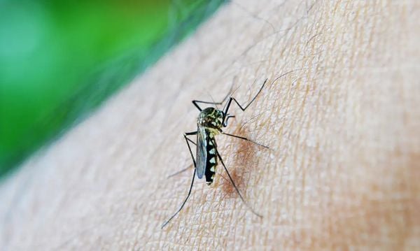 Aedes aegypti, mosquito transmissor de doenças como dengue, zika e chikungunya